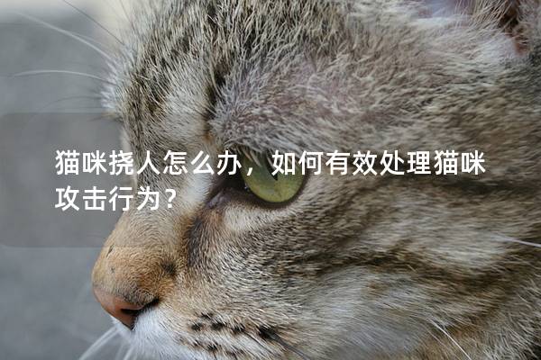 猫咪挠人怎么办，如何有效处理猫咪攻击行为？