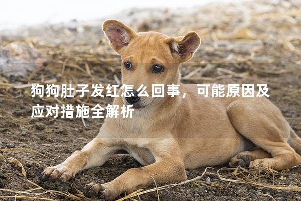 狗狗肚子发红怎么回事，可能原因及应对措施全解析