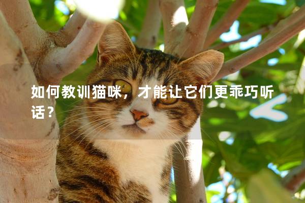 如何教训猫咪，才能让它们更乖巧听话？