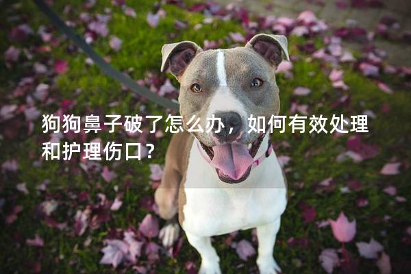 狗狗鼻子破了怎么办，如何有效处理和护理伤口？