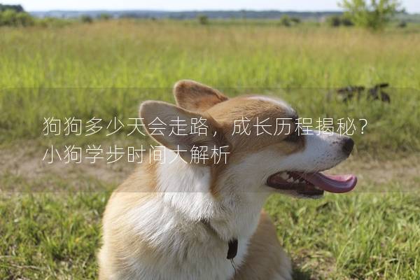 狗狗多少天会走路，成长历程揭秘？小狗学步时间大解析