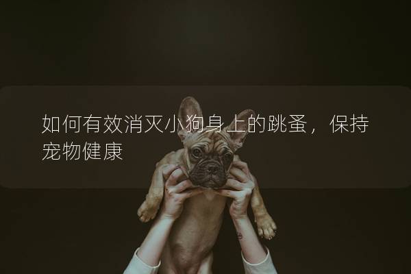 如何有效消灭小狗身上的跳蚤，保持宠物健康