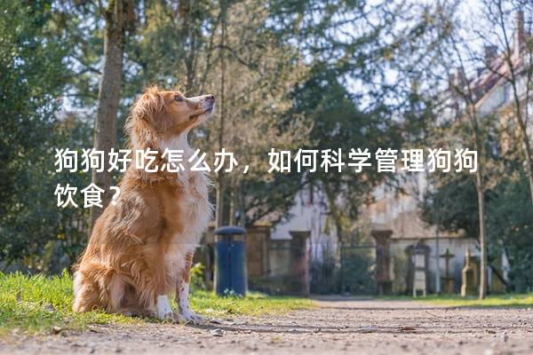 狗狗好吃怎么办，如何科学管理狗狗饮食？