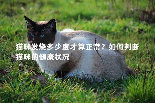 猫咪发烧多少度才算正常？如何判断猫咪的健康状况