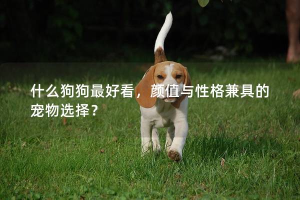 什么狗狗最好看，颜值与性格兼具的宠物选择？
