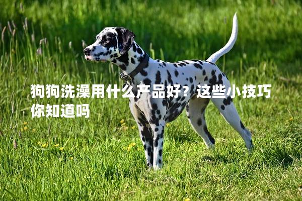 狗狗洗澡用什么产品好？这些小技巧你知道吗