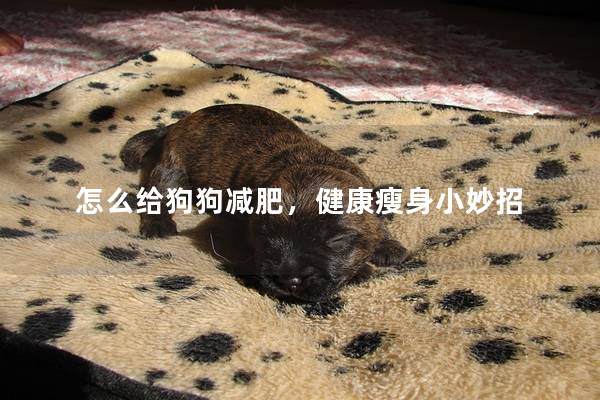 怎么给狗狗减肥，健康瘦身小妙招