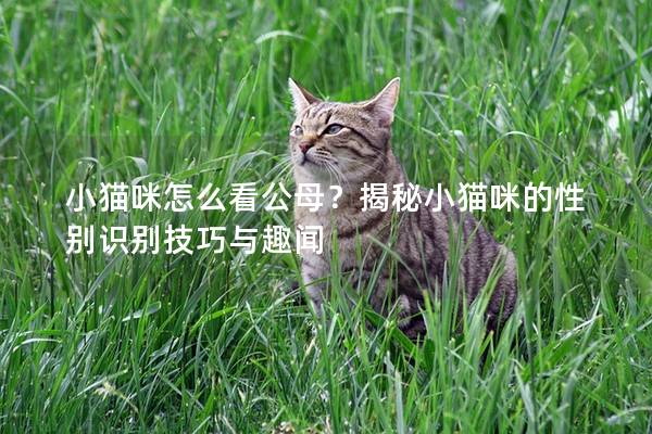 小猫咪怎么看公母？揭秘小猫咪的性别识别技巧与趣闻