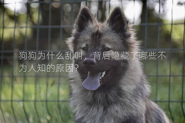 狗狗为什么乱叫，背后隐藏了哪些不为人知的原因？