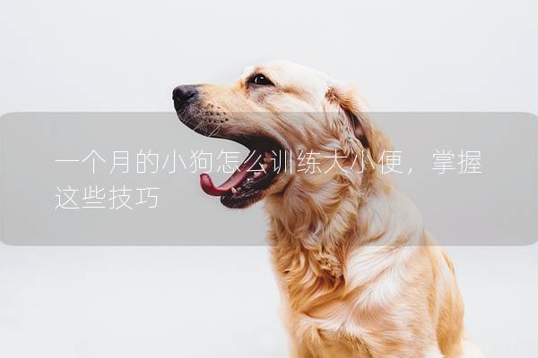 一个月的小狗怎么训练大小便，掌握这些技巧