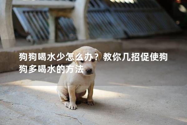 狗狗喝水少怎么办？教你几招促使狗狗多喝水的方法