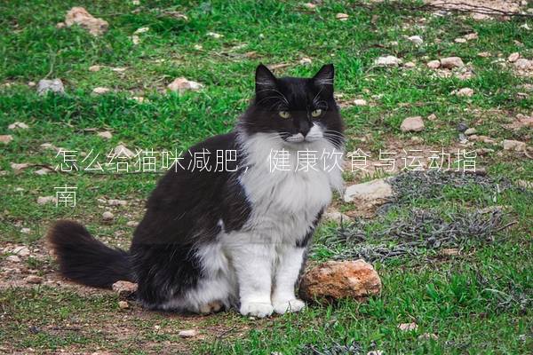 怎么给猫咪减肥，健康饮食与运动指南