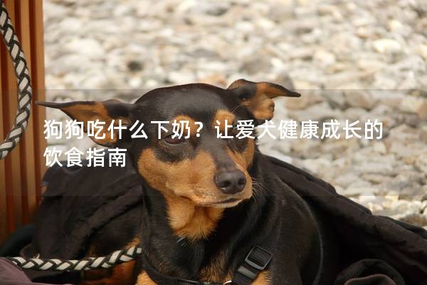 狗狗吃什么下奶？让爱犬健康成长的饮食指南