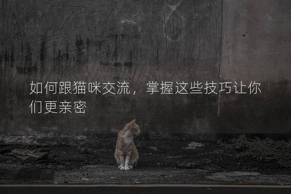 如何跟猫咪交流，掌握这些技巧让你们更亲密