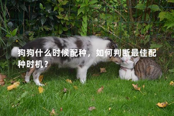 狗狗什么时候配种，如何判断最佳配种时机？