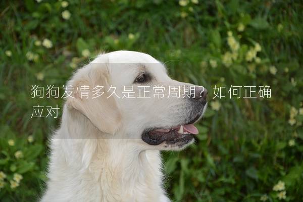 狗狗发情多久是正常周期？如何正确应对