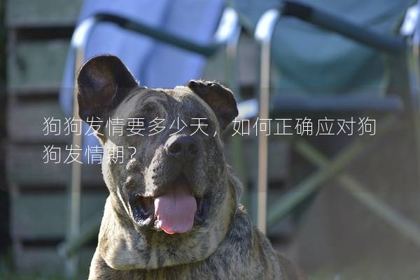 狗狗发情要多少天，如何正确应对狗狗发情期？