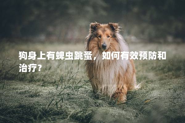 狗身上有蜱虫跳蚤，如何有效预防和治疗？