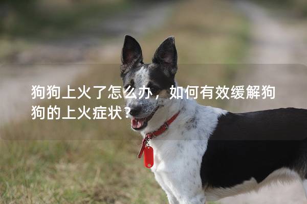 狗狗上火了怎么办，如何有效缓解狗狗的上火症状？