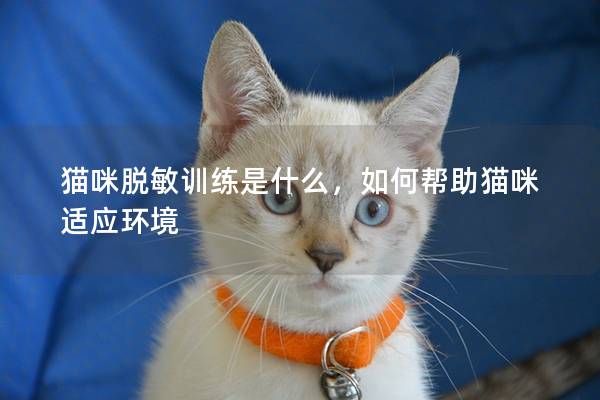 猫咪脱敏训练是什么，如何帮助猫咪适应环境