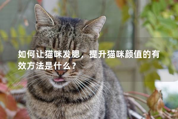 如何让猫咪发腮，提升猫咪颜值的有效方法是什么？