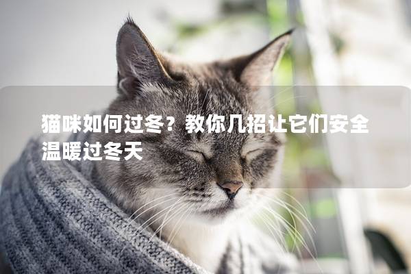 猫咪如何过冬？教你几招让它们安全温暖过冬天