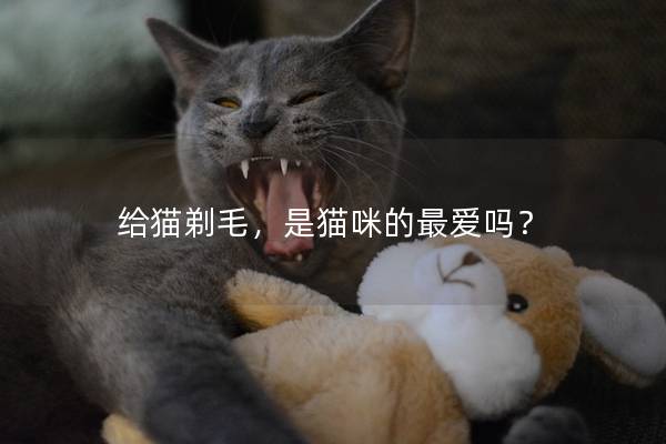 给猫剃毛，是猫咪的最爱吗？