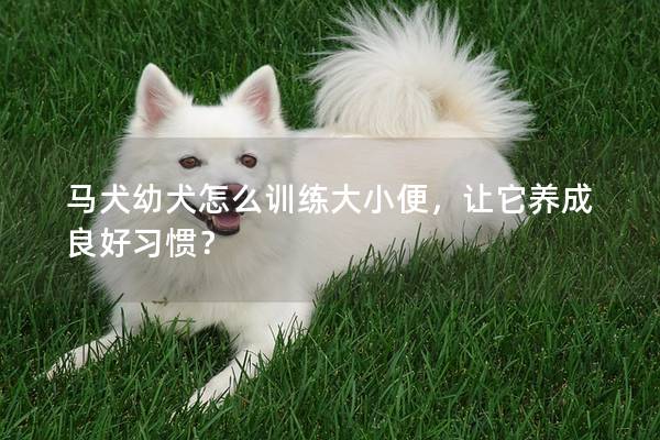 马犬幼犬怎么训练大小便，让它养成良好习惯？