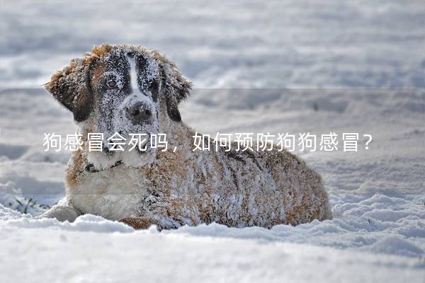 狗感冒会死吗，如何预防狗狗感冒？