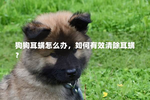 狗狗耳螨怎么办，如何有效清除耳螨？
