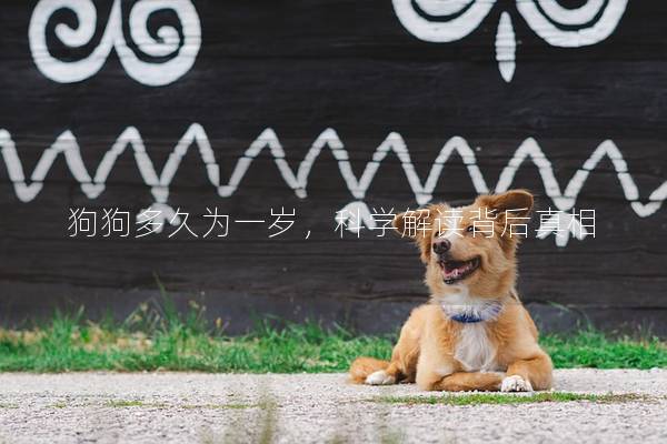 狗狗多久为一岁，科学解读背后真相