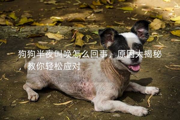 狗狗半夜叫唤怎么回事，原因大揭秘，教你轻松应对
