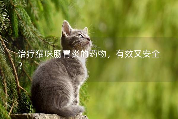治疗猫咪肠胃炎的药物，有效又安全？