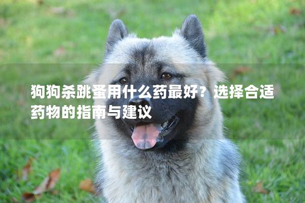 狗狗杀跳蚤用什么药最好？选择合适药物的指南与建议