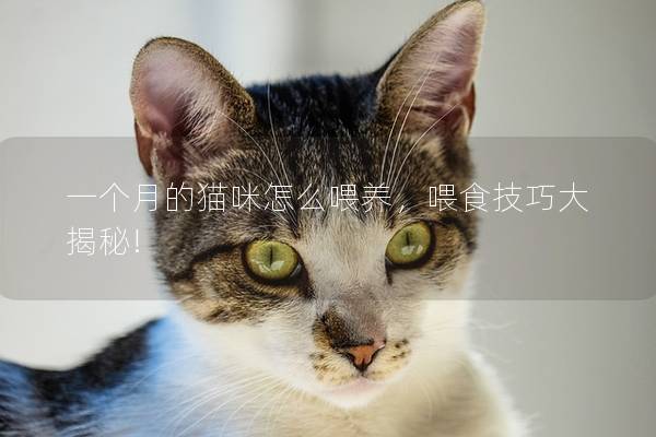一个月的猫咪怎么喂养，喂食技巧大揭秘!