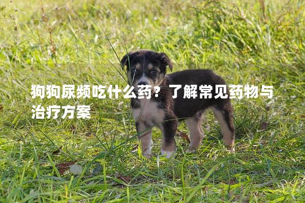 狗狗尿频吃什么药？了解常见药物与治疗方案