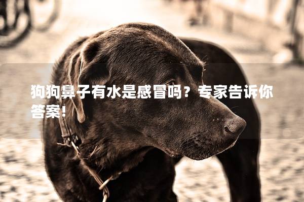 狗狗鼻子有水是感冒吗？专家告诉你答案!