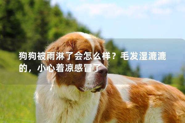 狗狗被雨淋了会怎么样？毛发湿漉漉的，小心着凉感冒了