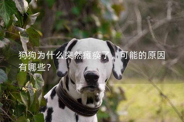 狗狗为什么突然瘫痪了，可能的原因有哪些？