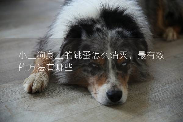 小土狗身上的跳蚤怎么消灭，最有效的方法有哪些