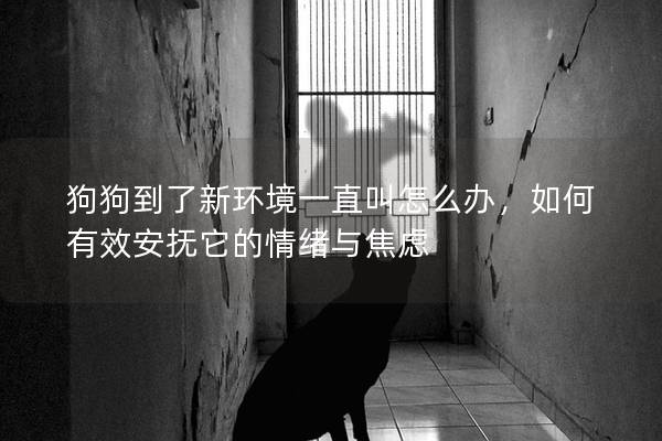 狗狗到了新环境一直叫怎么办，如何有效安抚它的情绪与焦虑