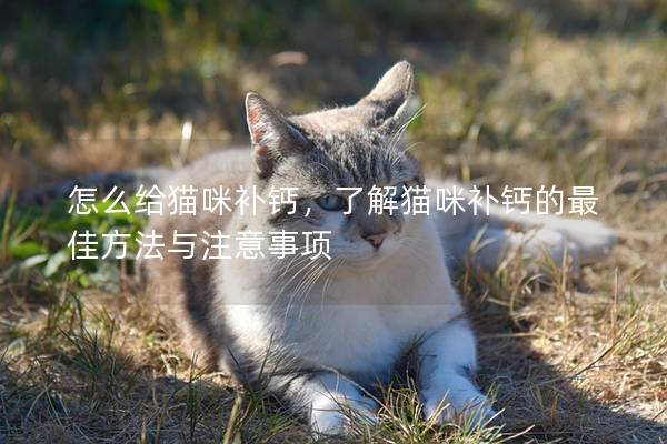 怎么给猫咪补钙，了解猫咪补钙的最佳方法与注意事项