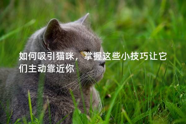 如何吸引猫咪，掌握这些小技巧让它们主动靠近你