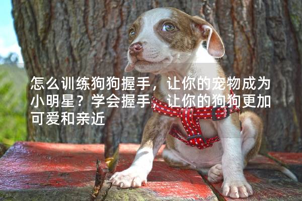 怎么训练狗狗握手，让你的宠物成为小明星？学会握手，让你的狗狗更加可爱和亲近