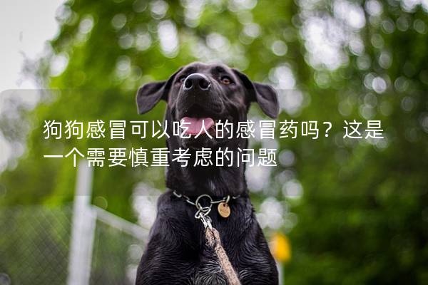 狗狗感冒可以吃人的感冒药吗？这是一个需要慎重考虑的问题