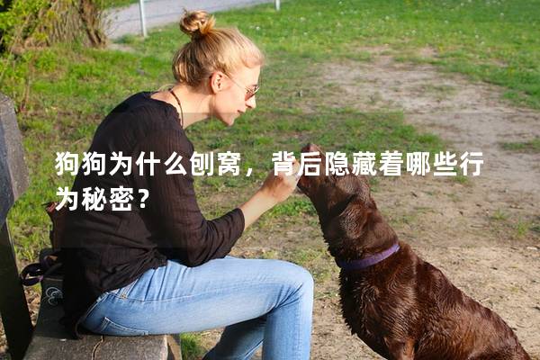 狗狗为什么刨窝，背后隐藏着哪些行为秘密？