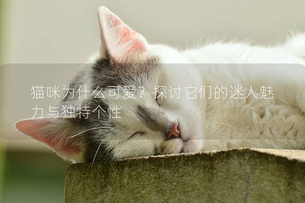 猫咪为什么可爱？探讨它们的迷人魅力与独特个性
