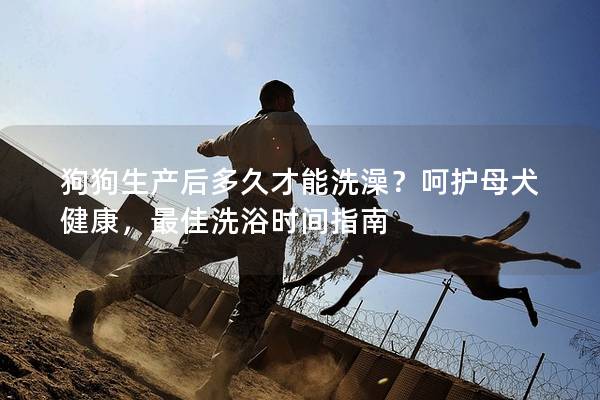 狗狗生产后多久才能洗澡？呵护母犬健康，最佳洗浴时间指南