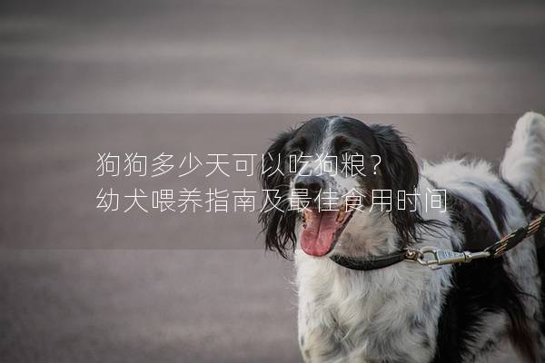狗狗多少天可以吃狗粮？ 幼犬喂养指南及最佳食用时间