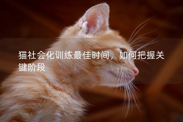 猫社会化训练最佳时间，如何把握关键阶段